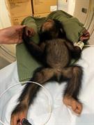 4. Chimp Gandali Sedated