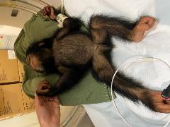Chimp Gandali Sedated