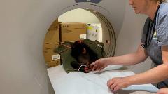 Gandali in MRI Gandali in MRI
