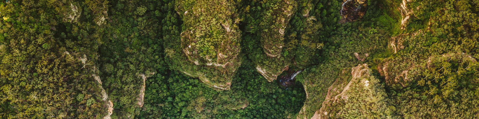 An aerial view of a lush green forest in Leura Australia.