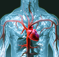 Cardio-metabolic and vascular health | Sydney