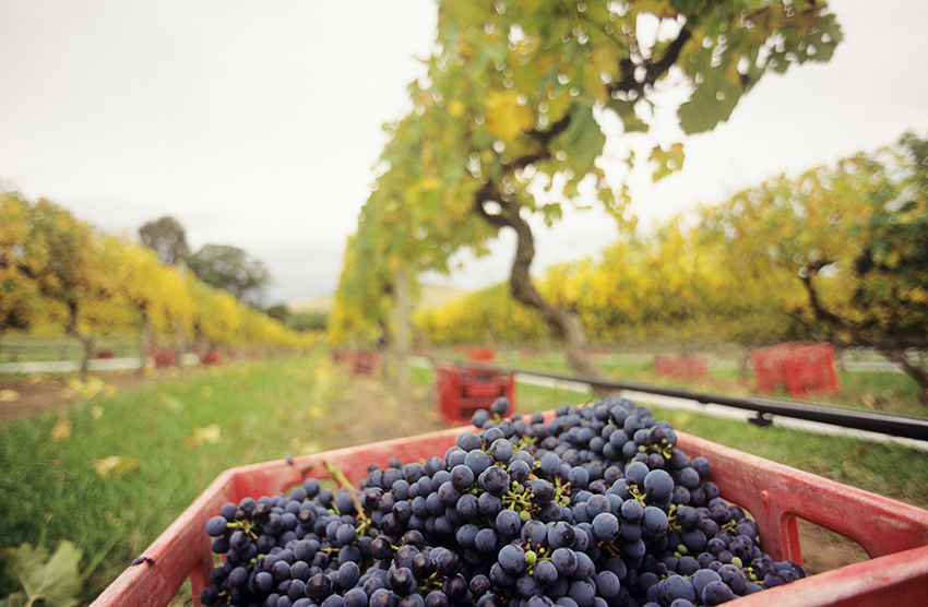 Yarra Valley