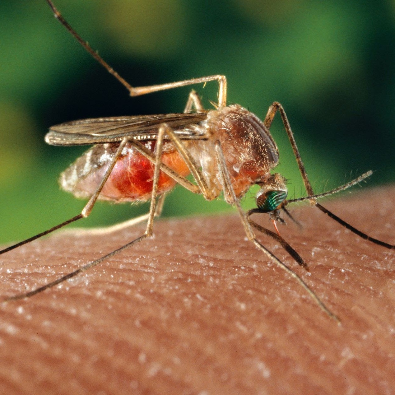 [IMJ On-Air] A tiger in the mallee: Victoria’s JEV cluster